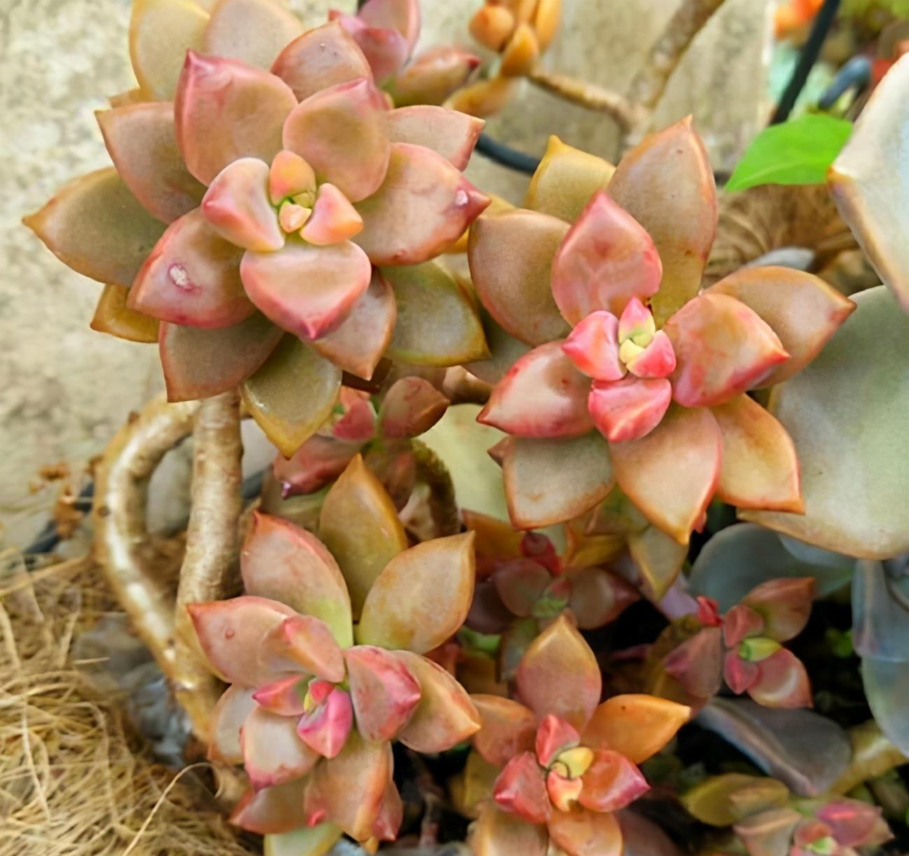 6种风车草属多肉植物 各有特色 你喜欢哪种呢 粉紫色