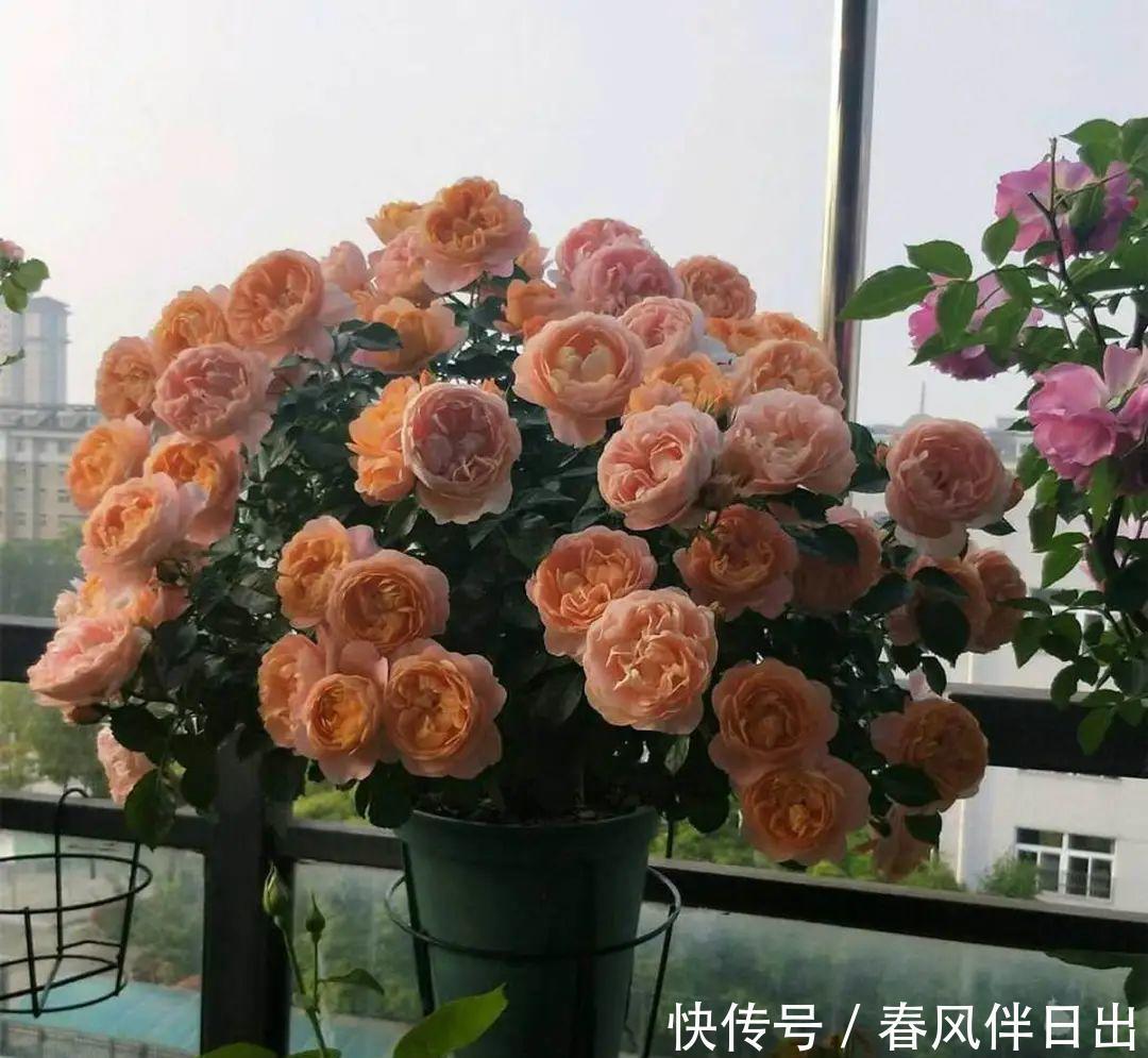 超级耐旱花，整个冬天不浇水，还能胖一圈！