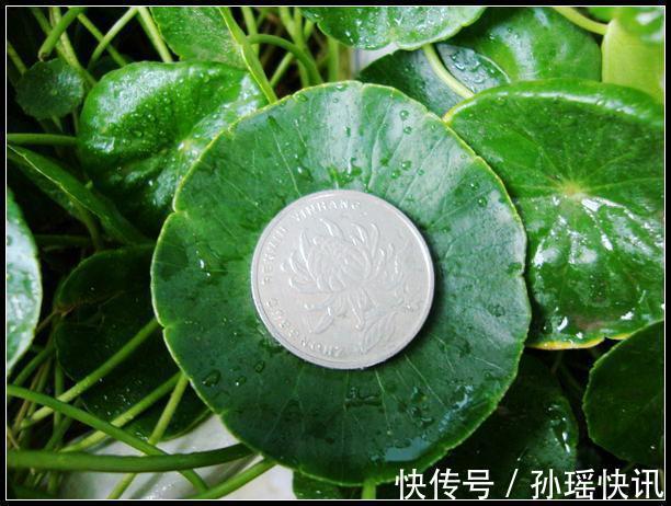 铜钱草又黄又瘦小掌握3个技巧，叶子肥绿，满盆大铜钱
