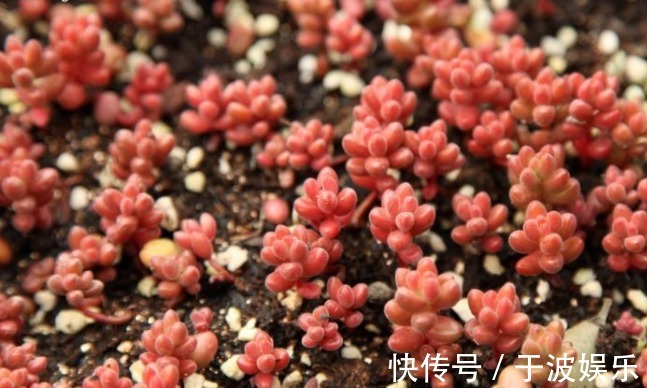 迷你多肉珊瑚珠,颜值高易群生,养护得当很快爆盆!