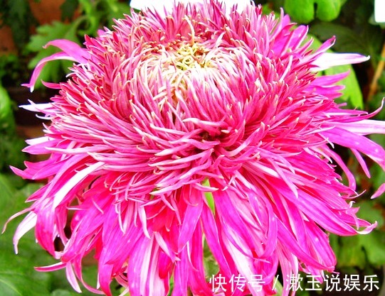 喜欢菊花，不如养盆“菊中珍品”紫龙献爪，似龙爪裂天，霸气十足