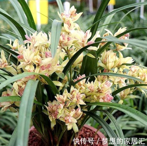 友友们请注意：10月后的兰花状态好好极了，抓住时机长势旺