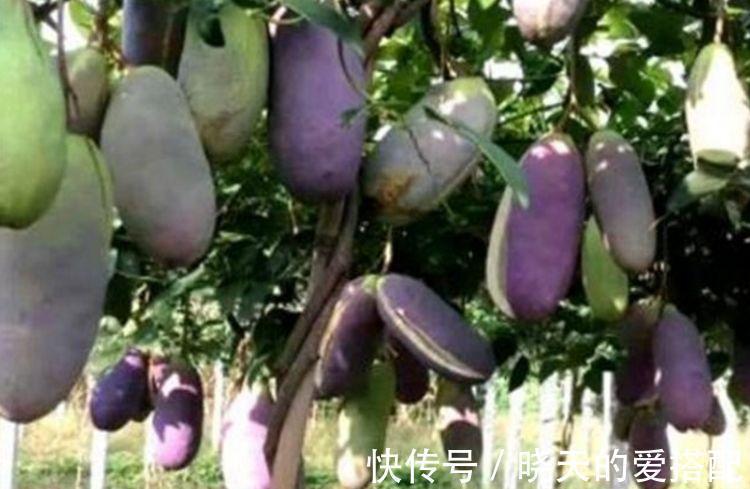 心理健康|以前农民看不上眼的它,现在不种玉米专种它,一年净赚十多万!