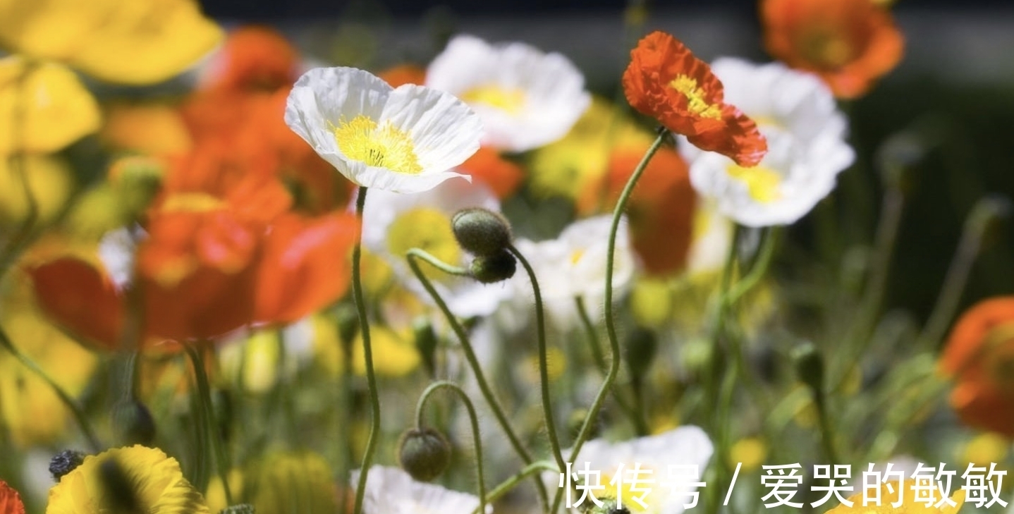 桃花|10月底，喜鹊送祝福，门前桃花开，离人陌上归，3大生肖欣喜复合