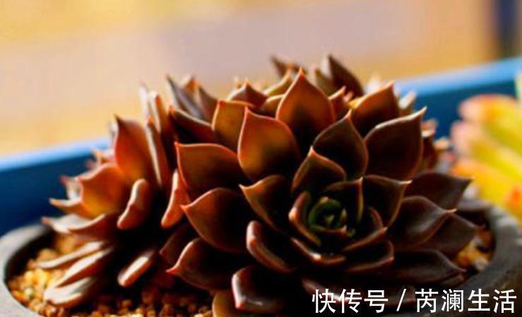 刚开始接触多肉选这“6种”，皮实耐养不易死，养出状态也很美！