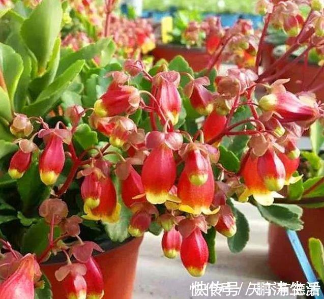 耳朵花|3种花是爆盆“能手”，开起花来“拦”不住，被称为开花机器