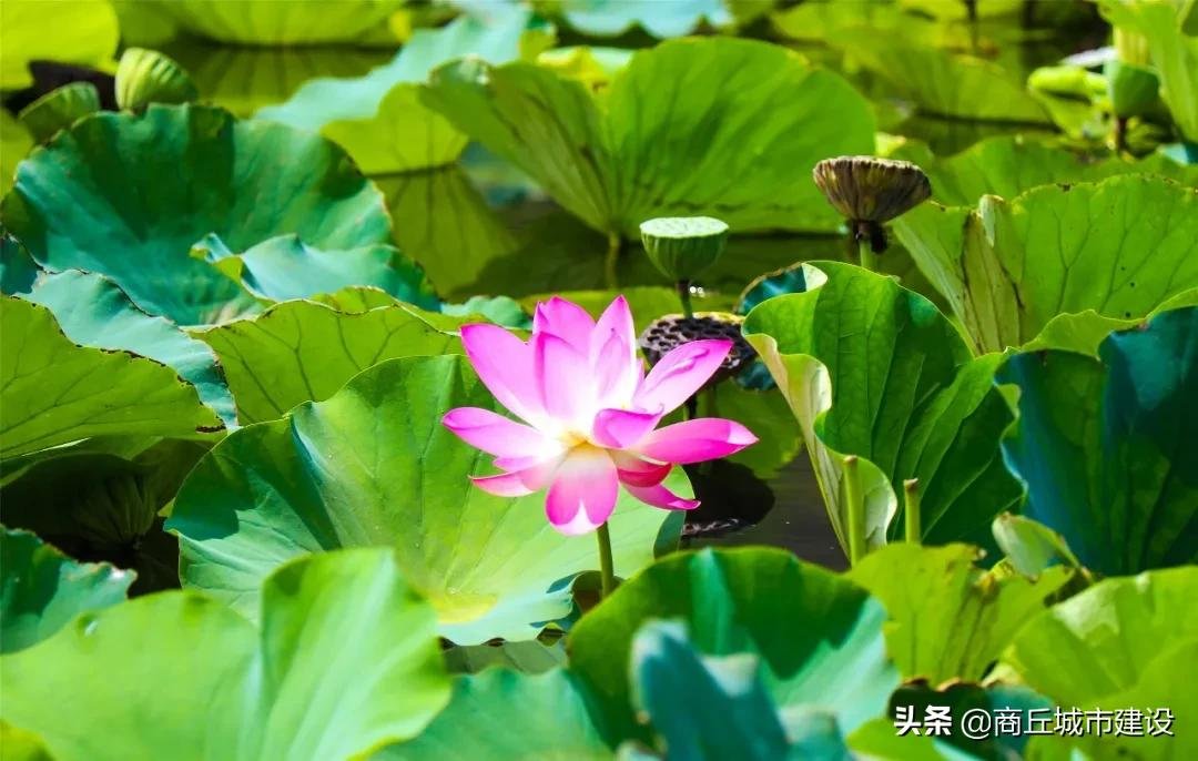 荷花池|商丘这里藏着一大片荷花田