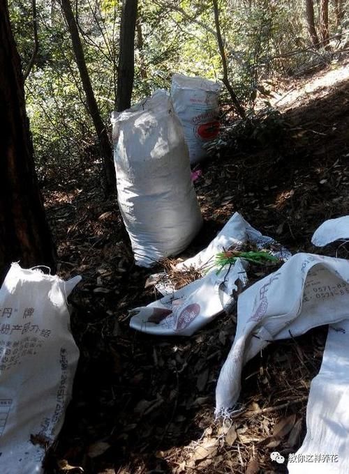 自制4种营养土,再也不板结烂根,大白根能挤破盆!