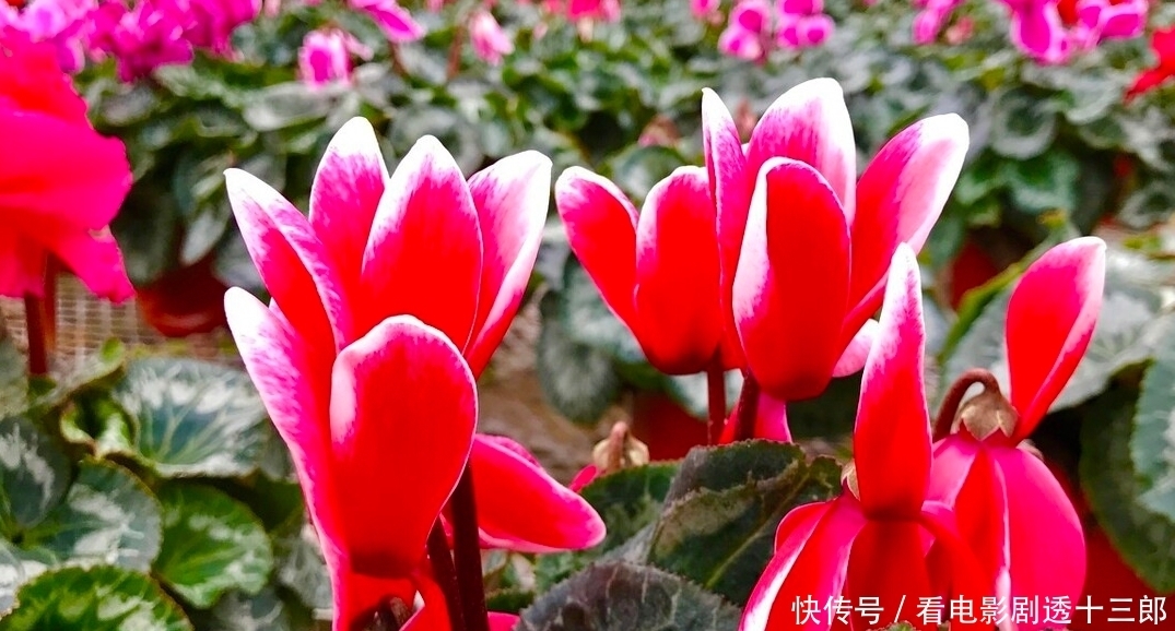 最适合送人的七种花，亲戚朋友见了都喜欢，花多又漂亮，还便宜