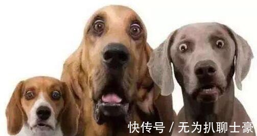 玩物丧志|为什么钓鱼穷三年, 玩鸟毁一生 其实主要想表达一个意思