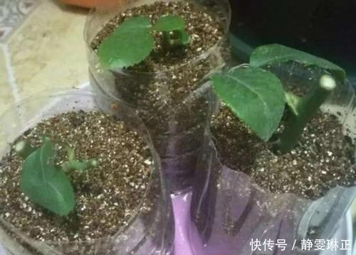 家里养花怎能少了它们!当花盆,独特、美观又省钱!