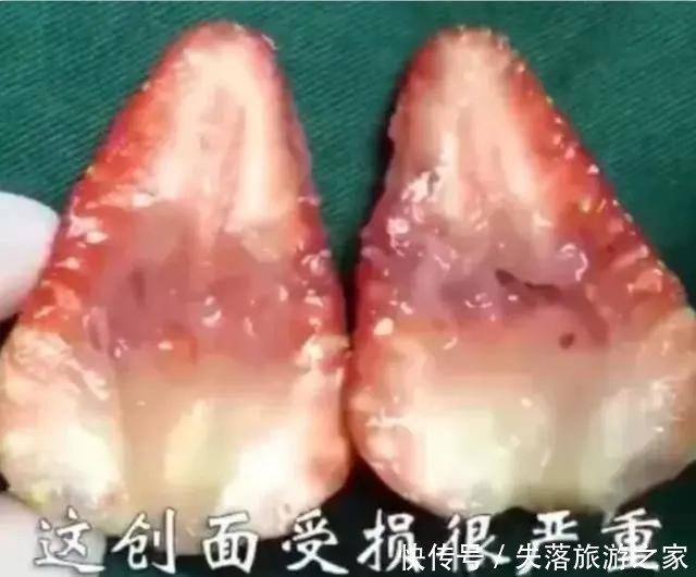 危害|人流的危害有多大用一颗草莓做演示,结果清晰直观一目了然