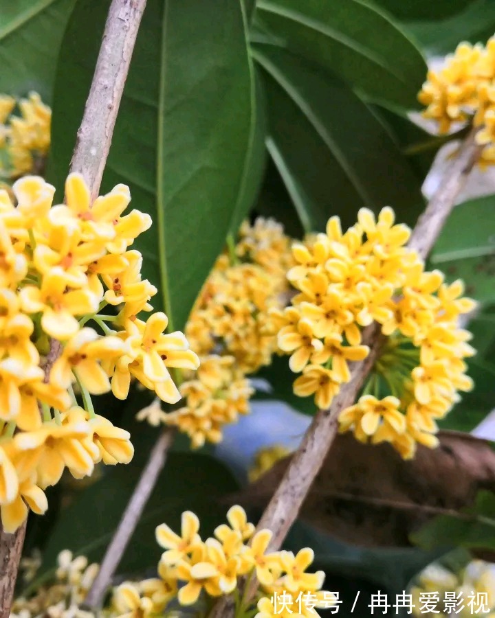 秋季养花大合集，30种花，你想要的我全有！