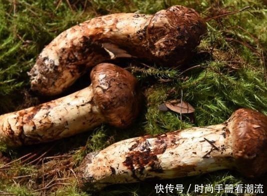  我国5种“顶级”食材，家里有矿才吃得起，一般人只能过过眼瘾！