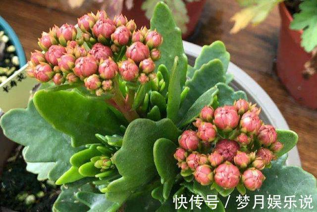 花苞|什么羊粪、淘米水都不如“1勺粉末”，浇水加一点，25天吐花苞