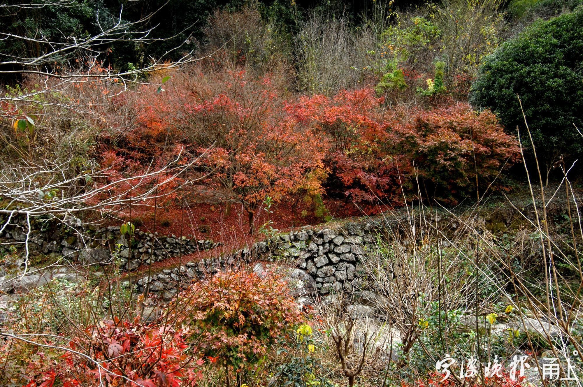  古道|霜叶、溪流、古道，宁波“唐诗之路”这几天美呆了