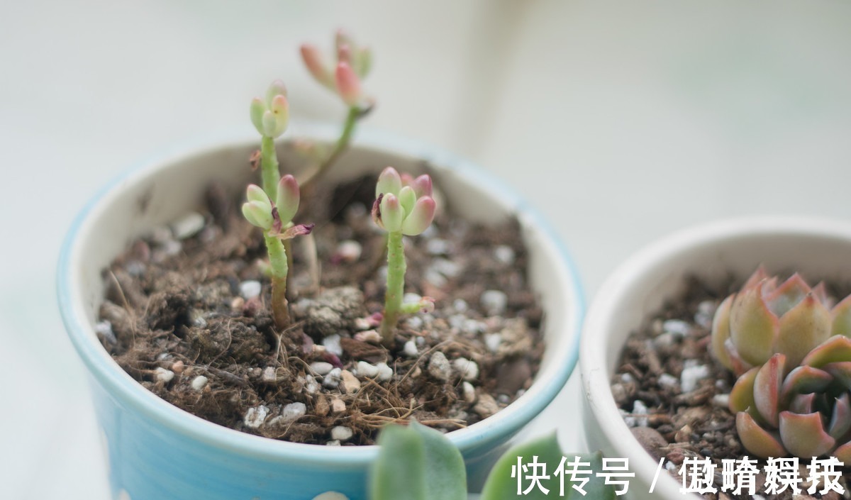 多肉|多肉多晒晒太阳,生长健壮,预防徒长不生病,养出一盆漂亮的多肉