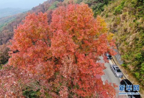 北京颐和园|五彩岭南