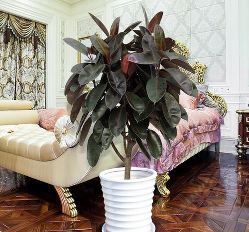 琴叶榕|这些“漂亮花”,7月不修剪,来年没花看,后悔一整年