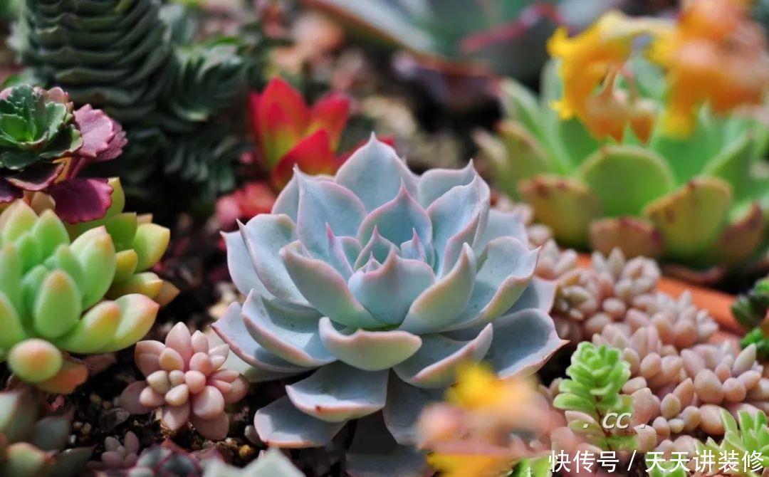 一个盆种了9种花,老妈非说养不好,差点被拔光