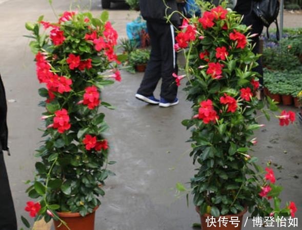 “3种花草”不仅好看,还特别耐热,夏天若不知道养啥,就养它们