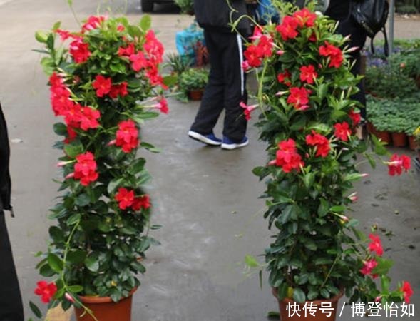 “3种花草”不仅好看，还特别耐热，夏天若不知道养啥，就养它们