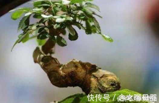 这三种植物最适合做“盆景”，高端上档次，有钱人的最爱