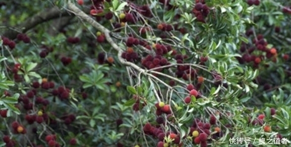 果中玛瑙|最近农村的一种成熟的水果,不知道有多少人喜欢吃呢你还认识吗?