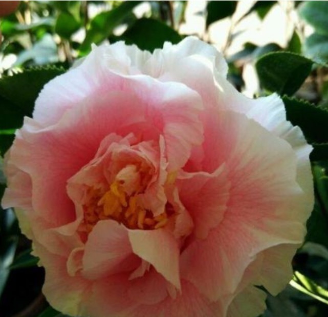 1种花,比牡丹还美,比绿萝还好养,棵棵开满枝头!