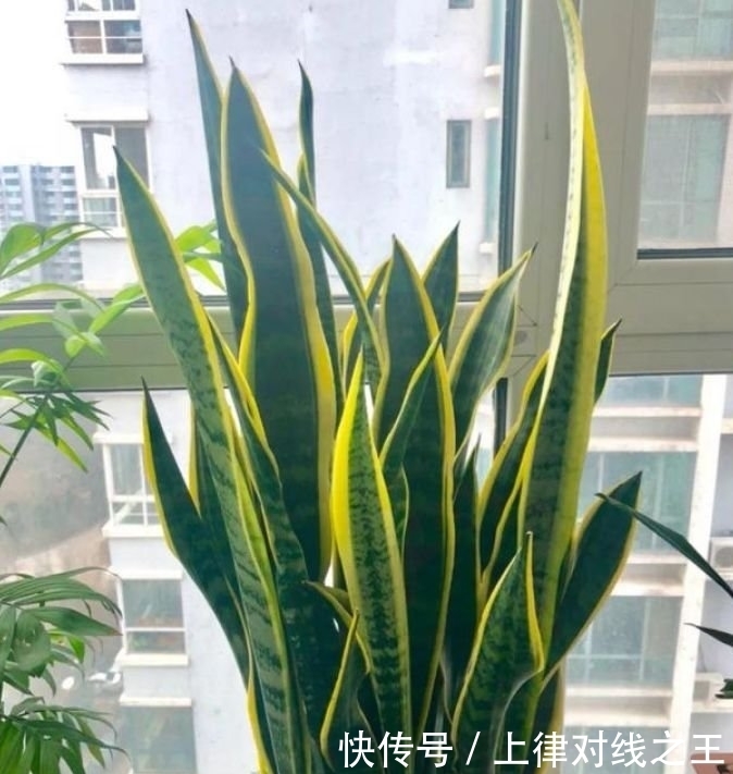 3种花最适合懒人养,越不管长得越旺,管的勤快黄叶又烂根