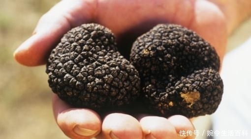 不间断|玉米杆上长满“瘤”后,身价暴涨不间断,收购商:一根难求!