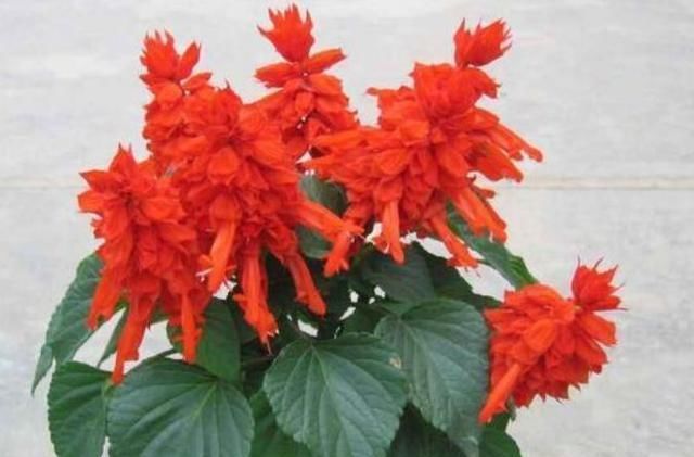 这几种花漂亮开花勤,堪称“开花小机器”,养在阳台上,美极了