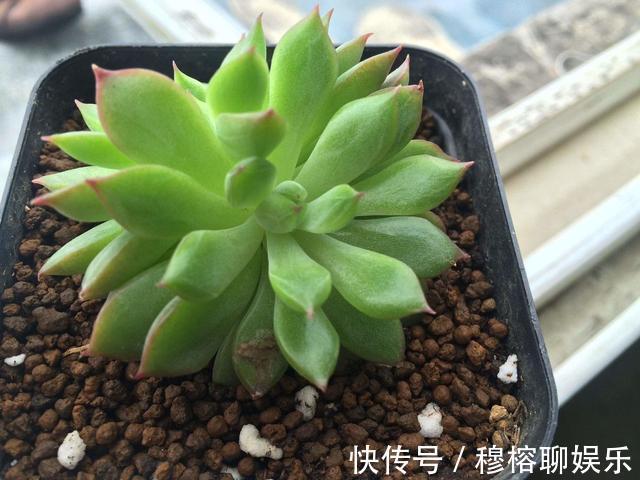 叶子|多肉叶片“发软”怎么办浸盆晒太阳,轻松就解决!