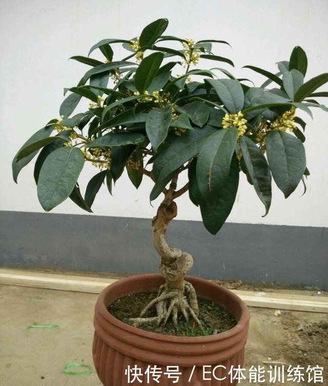 不值钱的“小树苗”,养几年越来越有“富贵气”,1盆上万元!
