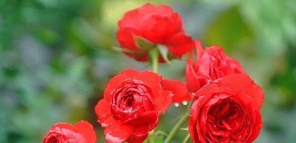 阳台|花期超长的5种月季,单朵能开一个月,阳台养一盆,长期有花赏