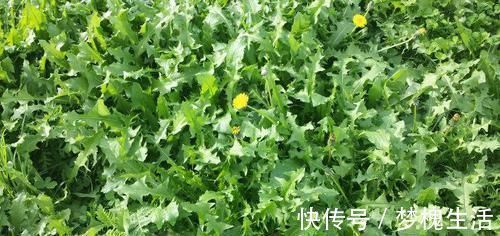 药用价值|农村风吹满天飞的野草,人称“尿床草”,是中药材的八大金刚之一