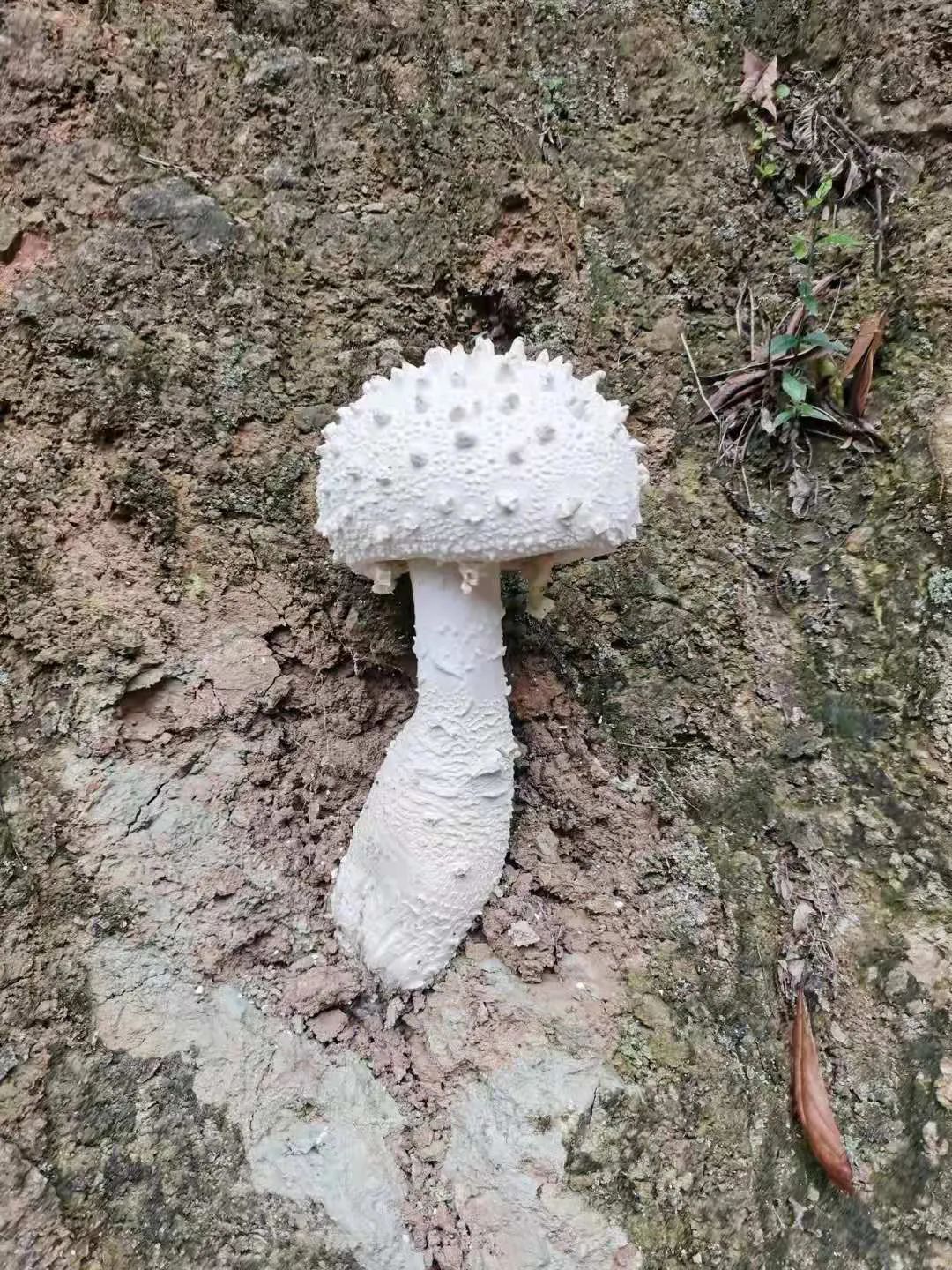 假愈期|吃了这道家常菜,12岁男孩中毒入院!近期多人中招