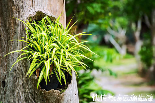 6块钱的吊兰,3年养成老桩,5年变成1棵小树,做好4点就行