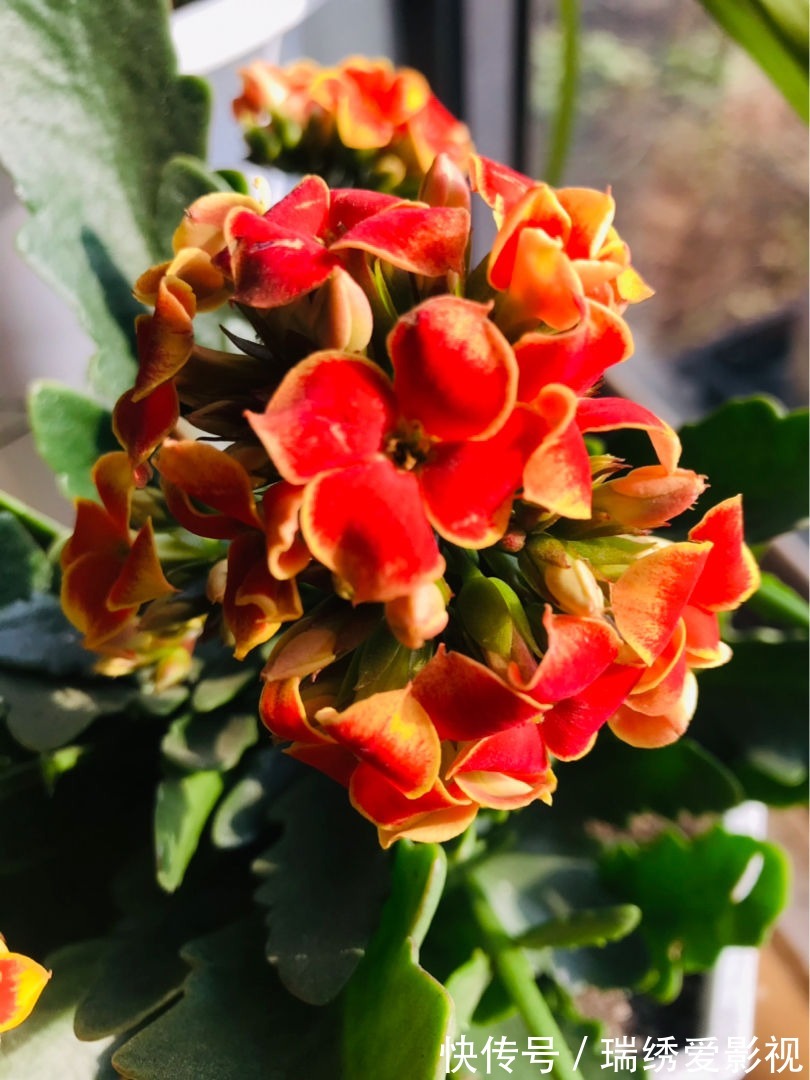 长寿花现在还不冒花苞,赶紧用个“狠招”,很快就开花爆盆
