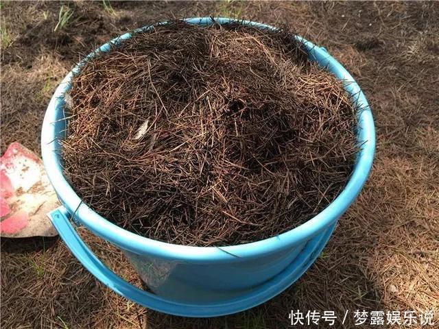土里拌点它,轻松变成酸性土,养花不黄叶!