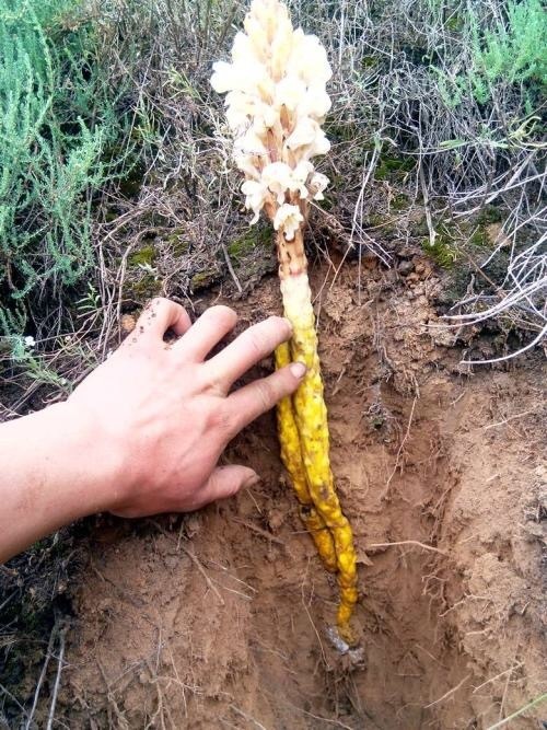 心血管疾病|十个人九个腰疼,此物煮水喝,腰不疼了,腿不酸了,早知早健康