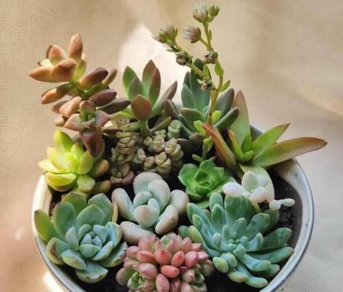  可爱|多肉可爱招人喜欢，怎么养得好，其实有方法