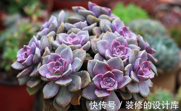 多肉|养花试试这几款,红色的叶尖点缀着叶片,非常优美