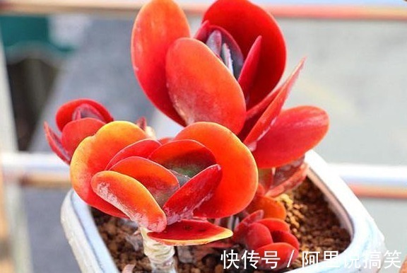 技巧|精挑细选32种多肉植物,1分钟掌握养护技巧,非常实用
