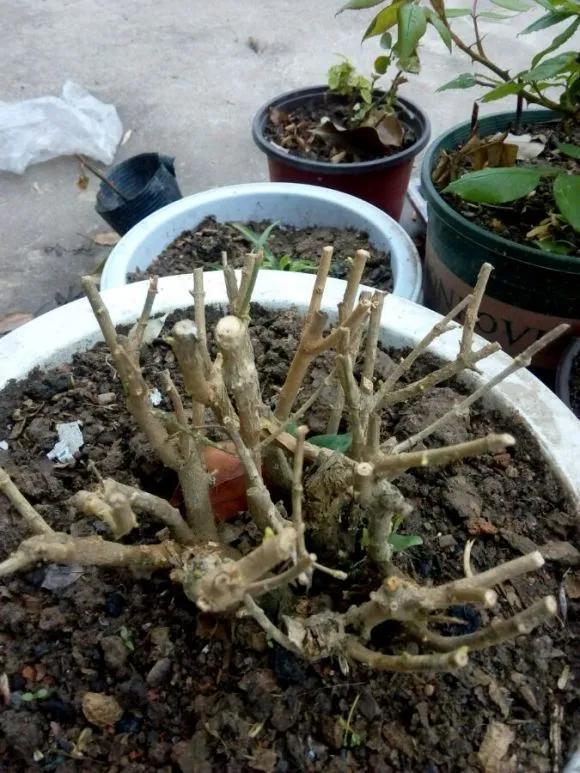 花钱买了大老桩,越养越不开花,试试这个方法,复壮开爆盆
