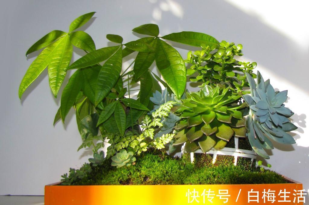 病虫害|发财树冬天过冬有3怕,避开就能安全过冬!四季常绿净化空气