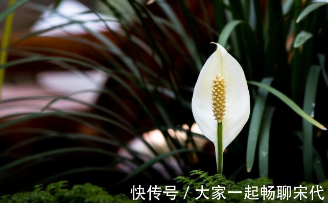 如果不是万不得已，3种花年后再买，省钱又好养