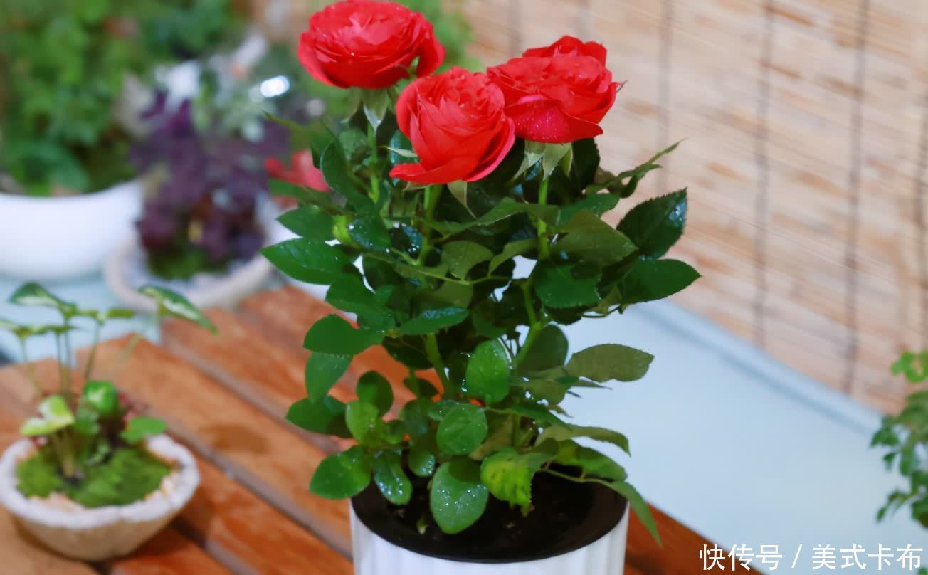 松针|此种养花土养啥旺啥,该怎么制作?混入它们,营养更全面