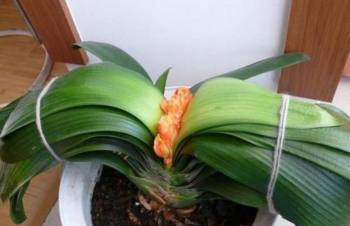  好使|君子兰夹箭？用这“3招”，个个好使，当月就开花