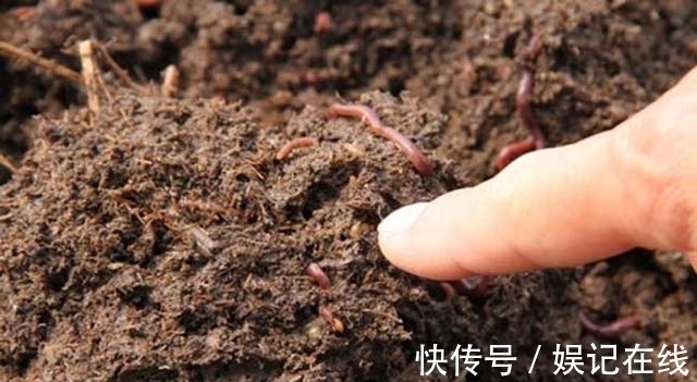淘米水、啤酒水都别用, 老花农只用它泡水, 什么花都能浇, 疯长